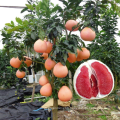 Hot Selling Citrus New Crop Chinese Grapefruit Shaddock Red Pomelo